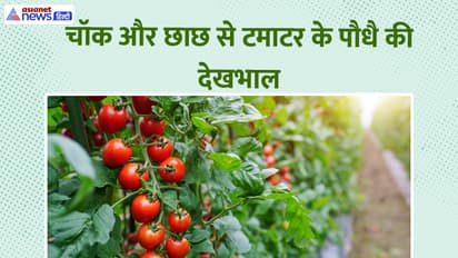 How to increase tomato yield