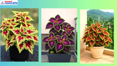 low light indoor plants india