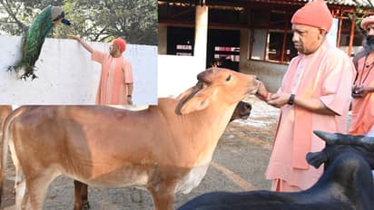 UP Government Installs 7592 CCTV Cameras in 5446 Cow Shelters for 24 hours Monitoring