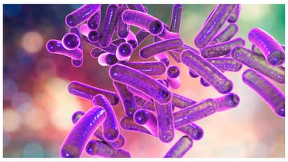 shigella
