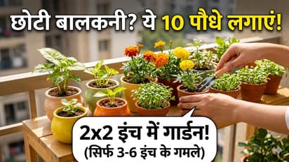 small garden plant ideas