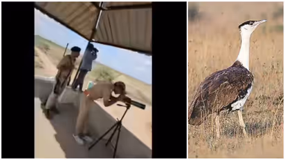 गुजरात में 10 साल बाद पैदा हुआ 'VIP' चूजा, Z+ जैसी सुरक्षा में लगे 50 लोग