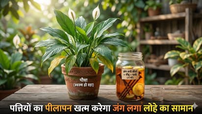 Rusty Nail Fertilizer for Plants