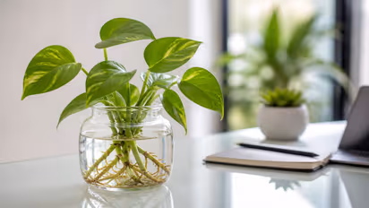 Gardening Tips: Style Up Your Home With These 7 Water Plants In A Simple Glass Jar