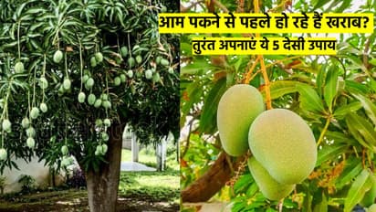 mango care tips