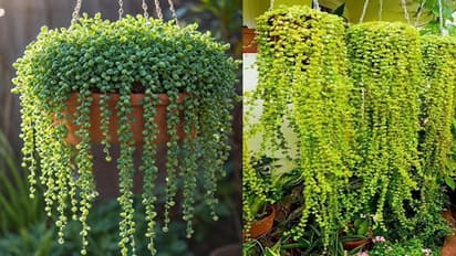 hanging plant
