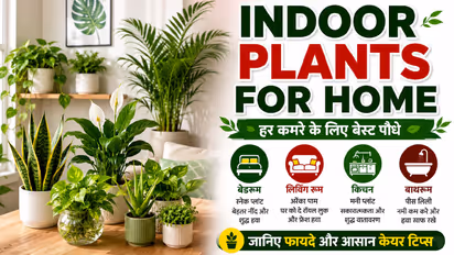 Indoor Plants: बेडरूम, हॉल, किचन... कोणत्या खोलीत कोणतं रोप लावावं? जाणून घ्या!