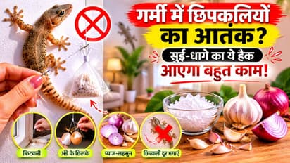chipkali
