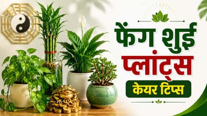 Feng Shui Plants: घरात पैसा खेचून आणतात ही झाडं, हिरवीगार ठेवण्यासाठी सोप्या टिप्स