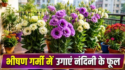 नंदिनी फूल