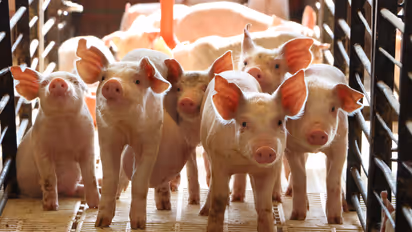 Pig Population