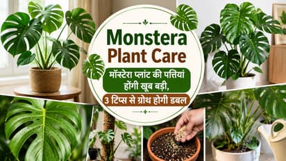 मॉन्स्टेरा प्लांट केयर