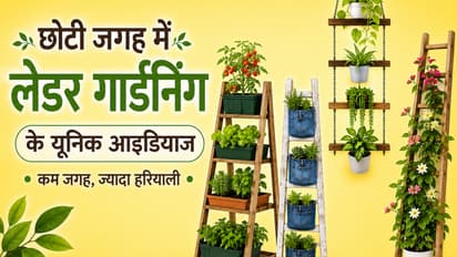 Ladder Gardening Ideas