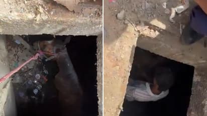 Vadodara Shocker: सड़क पर चलते-चलते गटर में समा गया घोड़ा-Watch Video