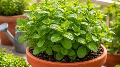 mint plant care tips amazing method to keep healthy and green in pots pudina rahega hara bhara