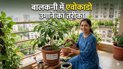 Avocado Gardening