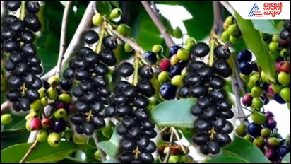 Jamun trees