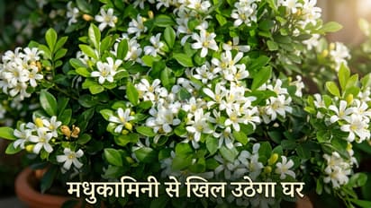 मधुकामिनी
