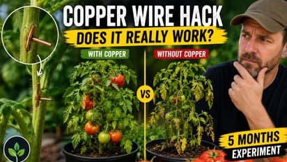 copper wire tomato hack