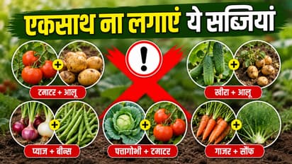ये वेजिटेबल कभी एकसाथ ना लगाएं