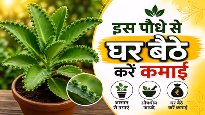 Patharchatta Plant Benefits