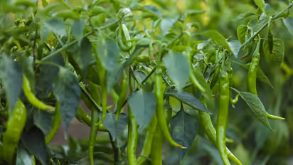 Chilli Plant Care: 7 Easy DIY Hacks to Keep Pests Away Naturally