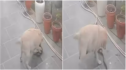 Viral