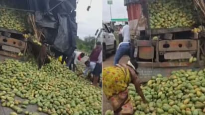 people looting mangoes