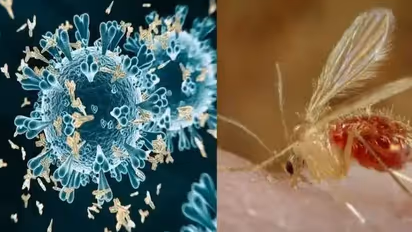 chandipura virus