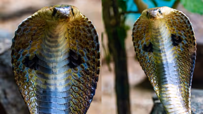 tiger vs cobra