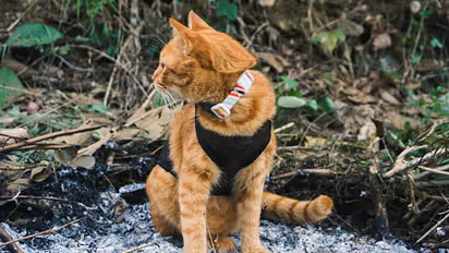 Spain wildfires British man dies trying to save pet cats while on call with his wife