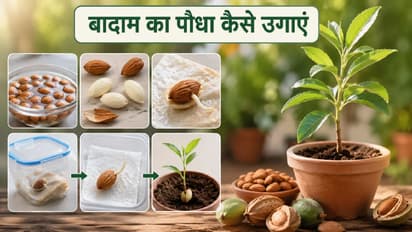 Almond Plant Growing