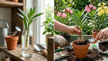 kaner plant cutting grow
