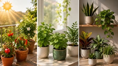 Sunlight According to Plants