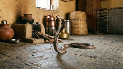 Snakebite Horror in MP, Woman Survives Multiple Bites After Receiving 35 Critical Injections