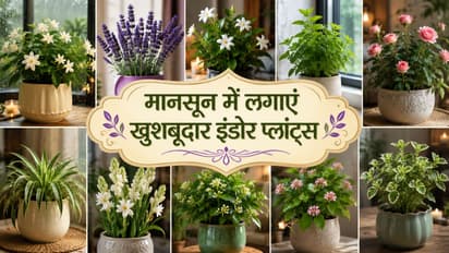 Air Purifying Plants