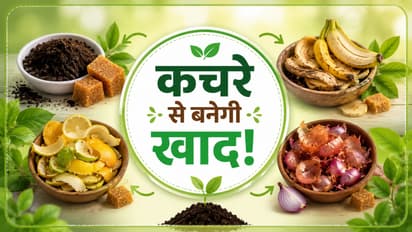 Homemade Fertilizer for Plants