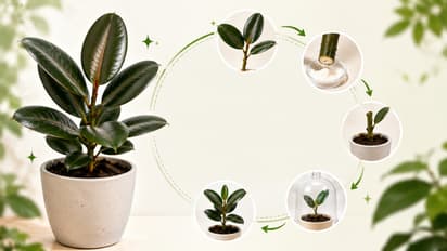 Rubber Plant Cutting