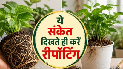 रीपॉटिंग