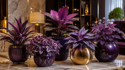 Purple Plants for Home