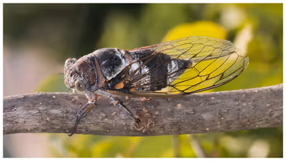 cicada