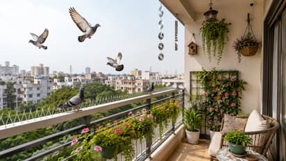 कबूतरों की बीट