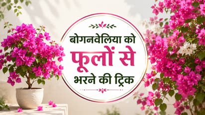 Bougainvillea Care Tips Hindi