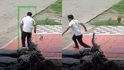 Monkey Attack : पिल्लाला हात लावताच माकडीण संतापली; तरुणाला रस्त्यावर पळवून चोपलं, VIDEO VIRAL