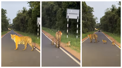 Tiger crossing the road with her cubs