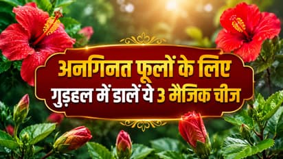 How to Treat Hibiscus Bud Drop