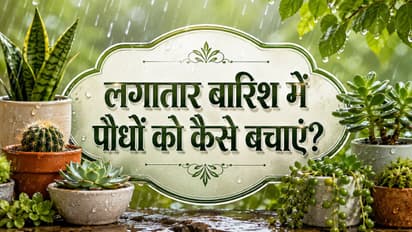 Easy Tips To Save Low Water Plants