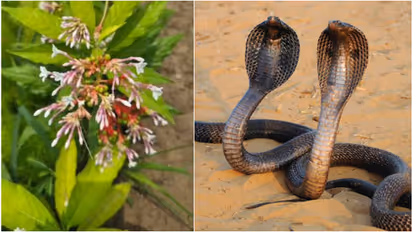 Snake Repellent: This One Root At Your Door Can Keep Snakes Away, But Does It Really Work?