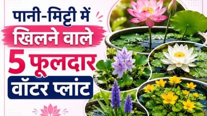 Water Plants for Home