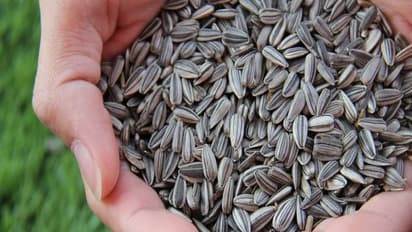 Sunflower Seeds: Thinking of Snacking? Here’s Why You Should Eat These Daily